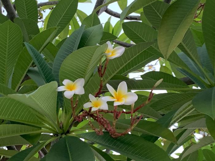 [台南安平住宿]臺邦商旅。河樂廣場雞蛋花緬梔花