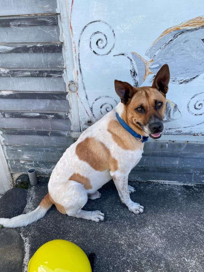 蘭嶼巴漾民宿/蘭嶼無敵海景房住宿推薦2021/靠近碼頭/電話地址/環島拍照景點 - 第51張圖 蘭嶼巴漾民宿/蘭嶼無敵海景房住宿推薦2021/靠近碼頭/電話地址/環島拍照景點/狗狗流浪狗