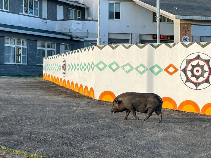 蘭嶼巴漾民宿/蘭嶼無敵海景房住宿推薦2021/靠近碼頭/電話地址/環島拍照景點 - 第52張圖 蘭嶼巴漾民宿/蘭嶼無敵海景房住宿推薦2021/靠近碼頭/電話地址/環島拍照景點/野豬