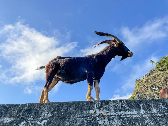 蘭嶼巴漾民宿/蘭嶼無敵海景房住宿推薦2021/靠近碼頭/電話地址/環島拍照景點 - 第46張圖 蘭嶼巴漾民宿/蘭嶼無敵海景房住宿推薦2021/靠近碼頭/電話地址/環島拍照景點/蘭嶼山羊