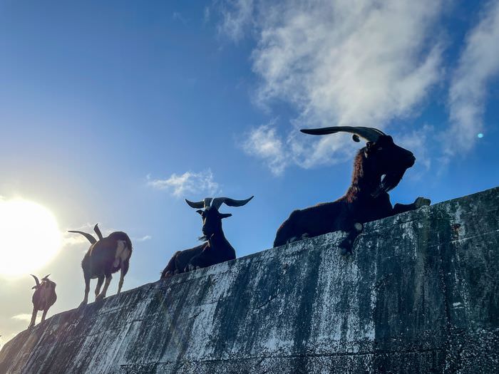 蘭嶼巴漾民宿/蘭嶼無敵海景房住宿推薦2021/靠近碼頭/電話地址/環島拍照景點 - 第47張圖 蘭嶼巴漾民宿/蘭嶼無敵海景房住宿推薦2021/靠近碼頭/電話地址/環島拍照景點/山羊