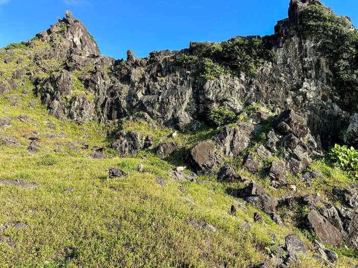 蘭嶼巴漾民宿/蘭嶼無敵海景房住宿推薦2021/靠近碼頭/電話地址/環島拍照景點 - 第48張圖 蘭嶼巴漾民宿/蘭嶼無敵海景房住宿推薦2021/靠近碼頭/電話地址/環島拍照景點/山上吃草的山羊