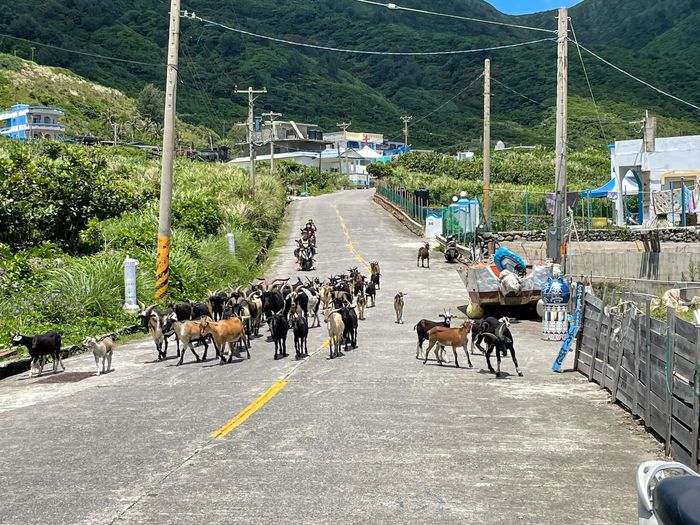 蘭嶼巴漾民宿/蘭嶼無敵海景房住宿推薦2021/靠近碼頭/電話地址/環島拍照景點 - 第49張圖 蘭嶼巴漾民宿/蘭嶼無敵海景房住宿推薦2021/靠近碼頭/電話地址/環島拍照景點/超多山羊 xd