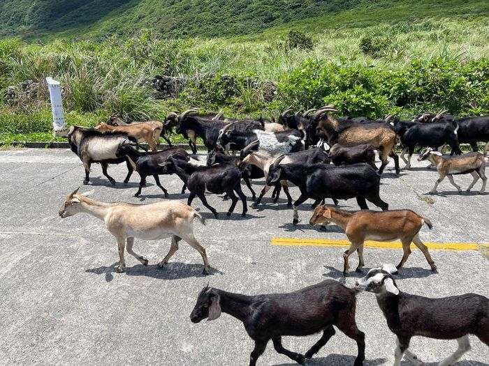 蘭嶼巴漾民宿/蘭嶼無敵海景房住宿推薦2021/靠近碼頭/電話地址/環島拍照景點 - 第50張圖 蘭嶼巴漾民宿/蘭嶼無敵海景房住宿推薦2021/靠近碼頭/電話地址/環島拍照景點/山羊山羊山羊