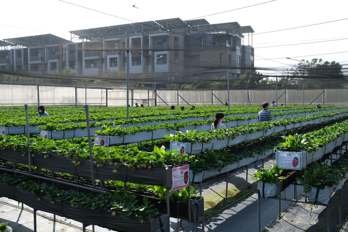 竹北採草莓親親果農場。高架草莓