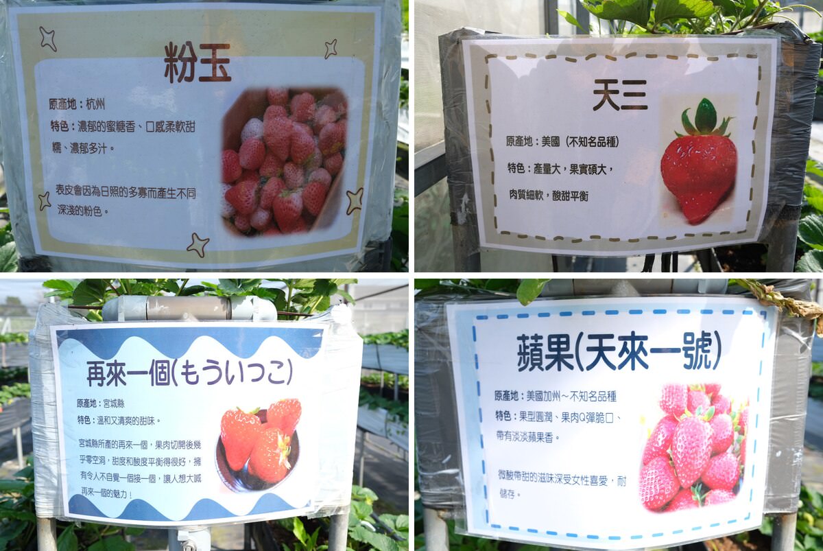 竹北採草莓親親果農場。品種草莓