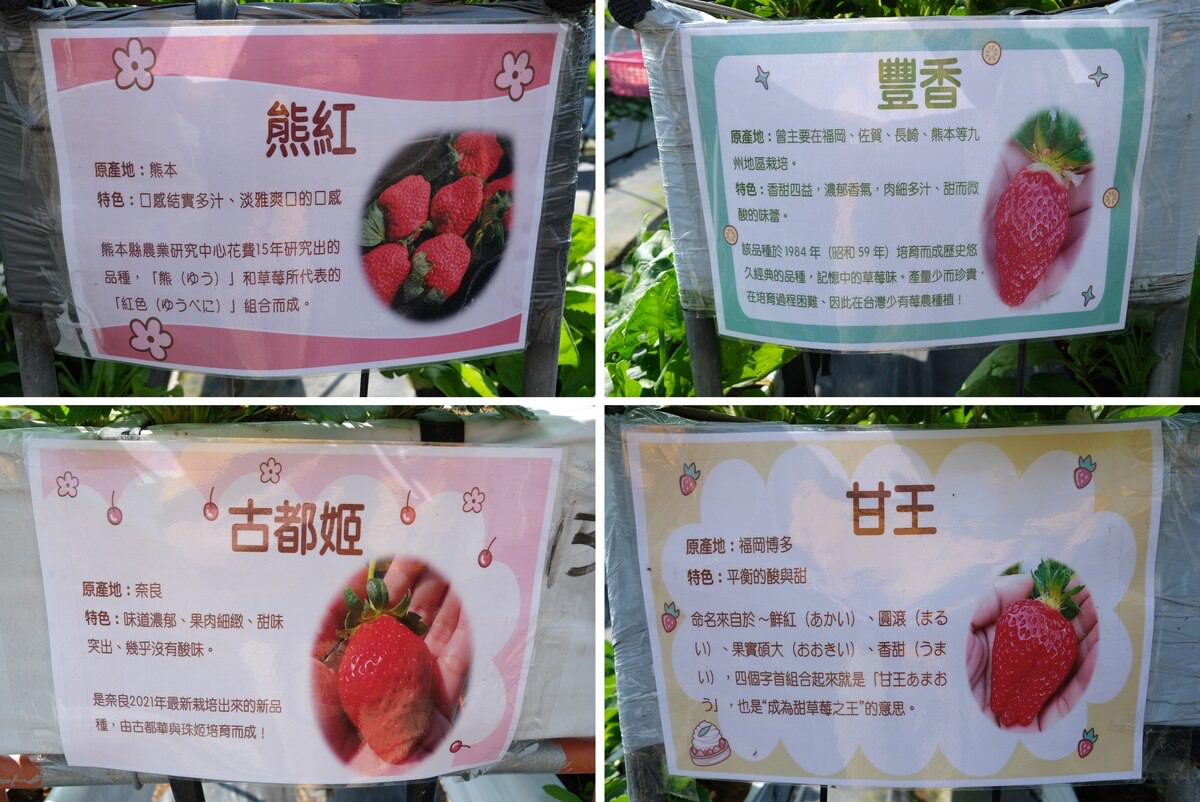 竹北採草莓親親果農場。草莓品種