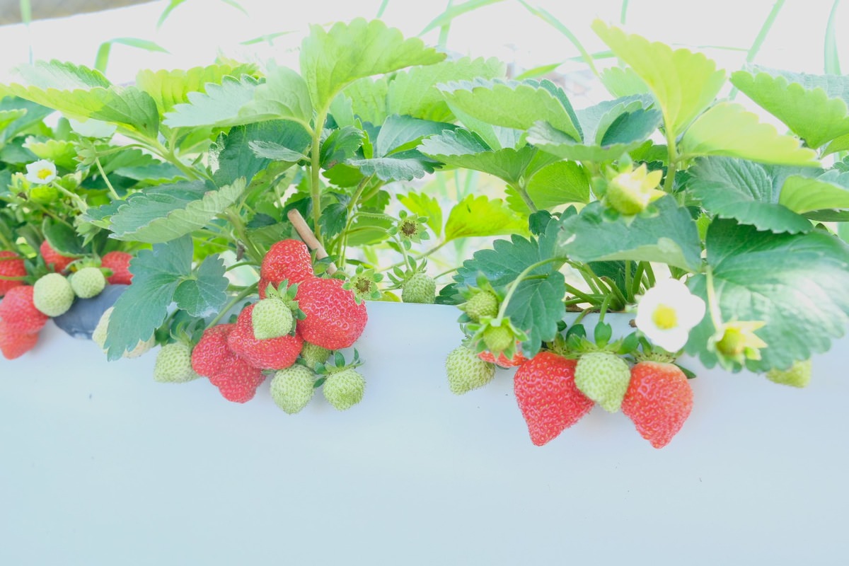 竹北採草莓親親果農場。草莓很多