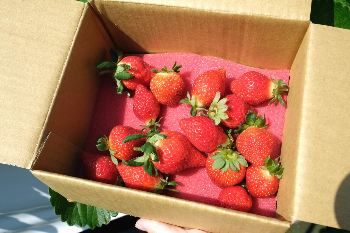 竹北採草莓親親果農場。採草莓體驗