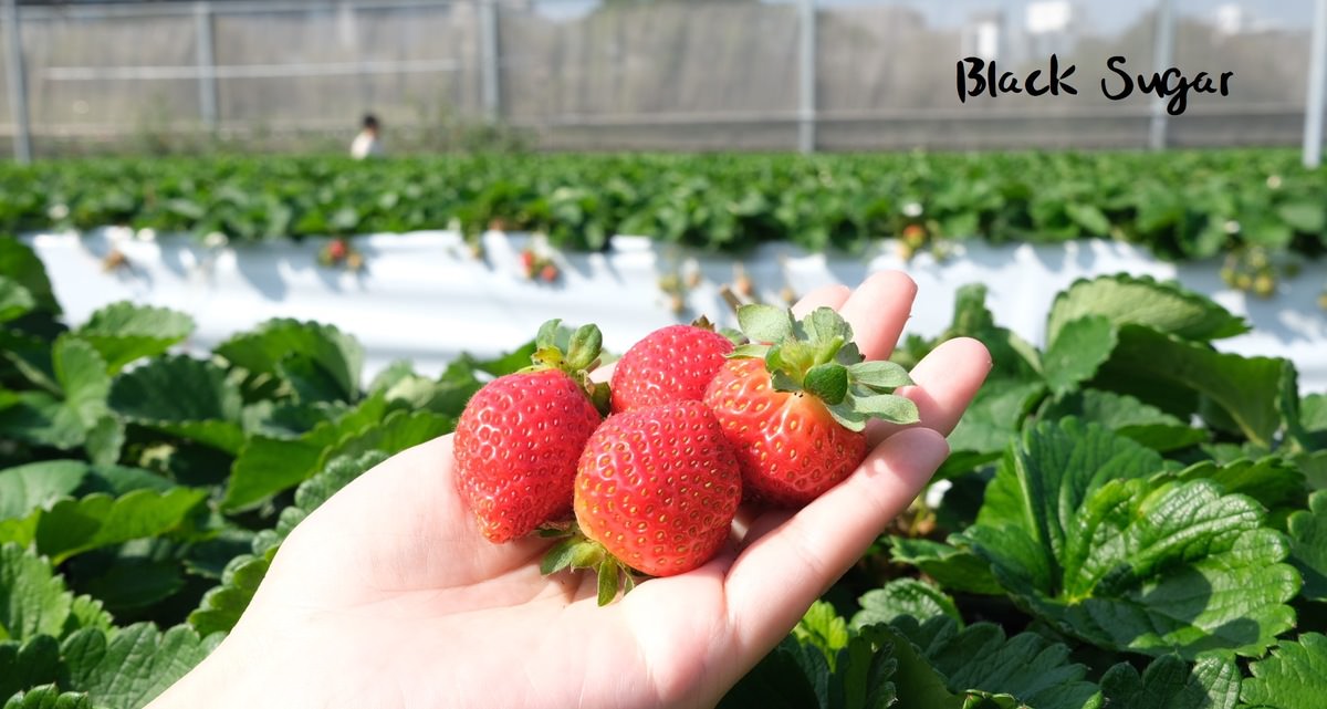 [竹北採草莓]親親果農場。新竹超近採草莓，環境超好。
