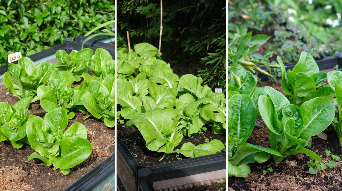 「亞洲健康智慧園區」養生村,坐擁絕佳空氣景觀視野,促進健康真價值! - 第34張圖 「亞洲健康智慧園區」養生村,坐擁絕佳空氣景觀視野,促進健康真價值!